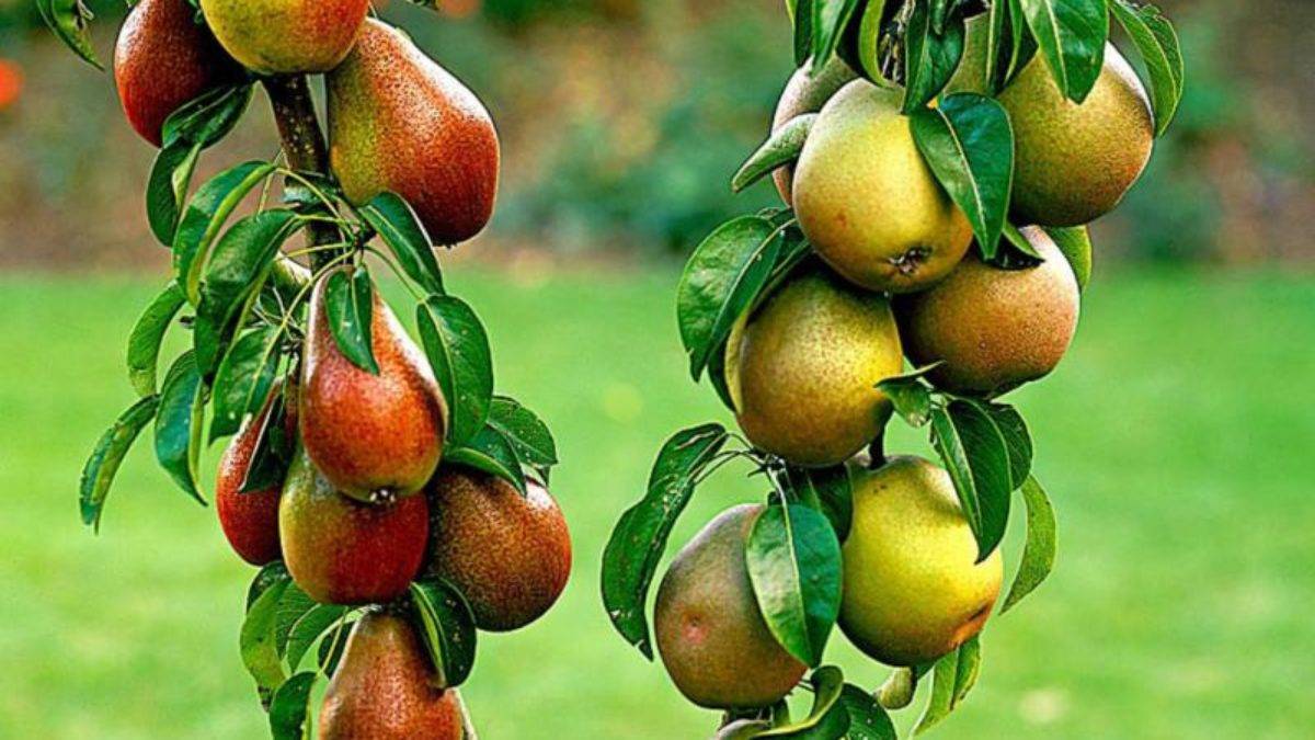 Сладкий урожай: особенности выращивания груши медовая