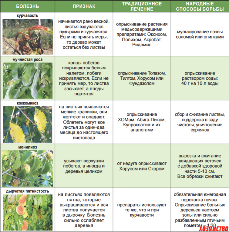Курчавость листьев персика: лечение, борьба, чем опрыскать