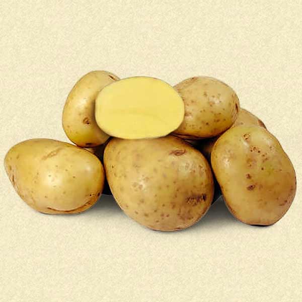 ᐉ сорт картофеля каратоп – описание и фото - roza-zanoza.ru