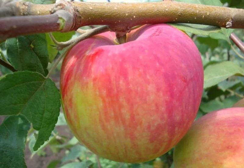 Колоновидная яблоня мельба описание фото - дневник садовода semena-zdes.ru