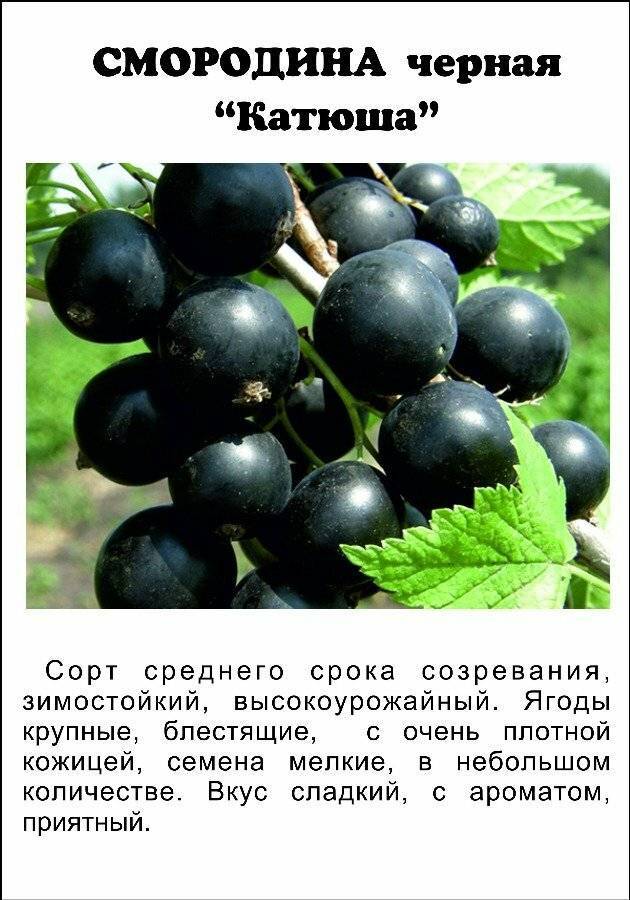 Смородина черная белорусская сладкая - отзывы и описание