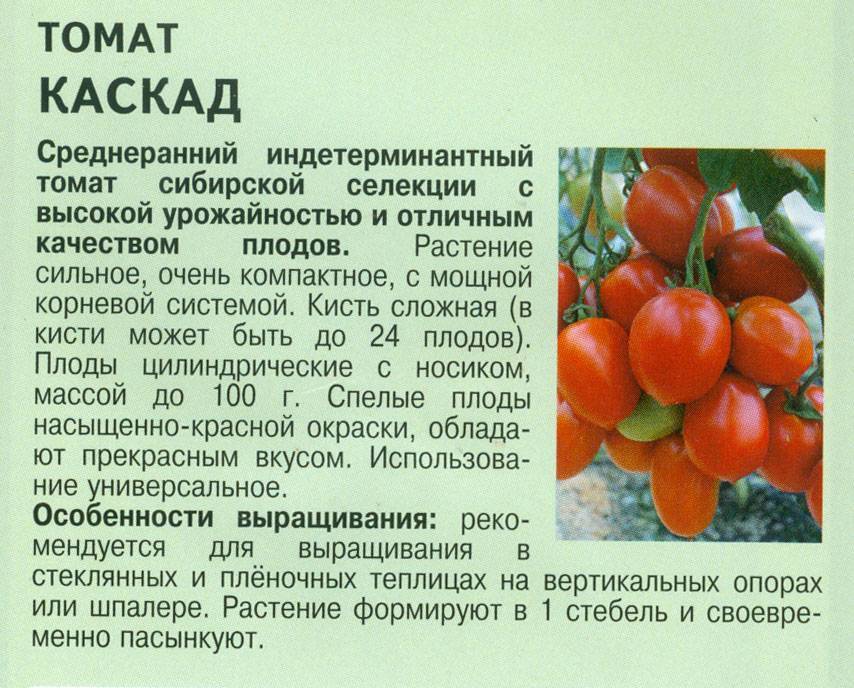 Томат оранж: характеристика и описание сорта, урожайность, отзывы