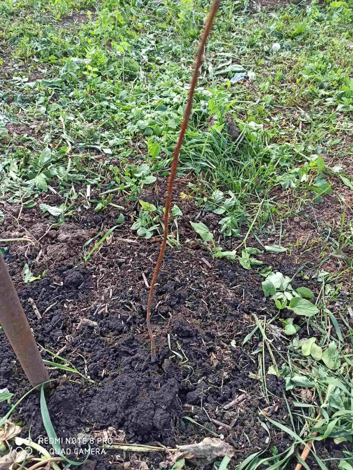 Как избавиться от поросли вишни на участке в саду навсегда своими руками