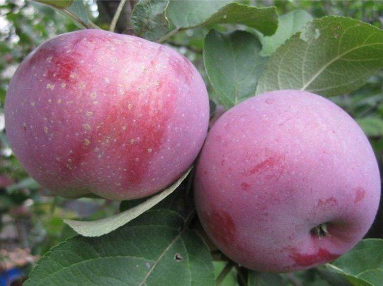 Поздняя яблоня со стабильным урожаем или сорт лобо