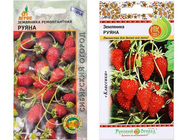 Земляника руяна: описание сорта, особенности выращивания, отзывы