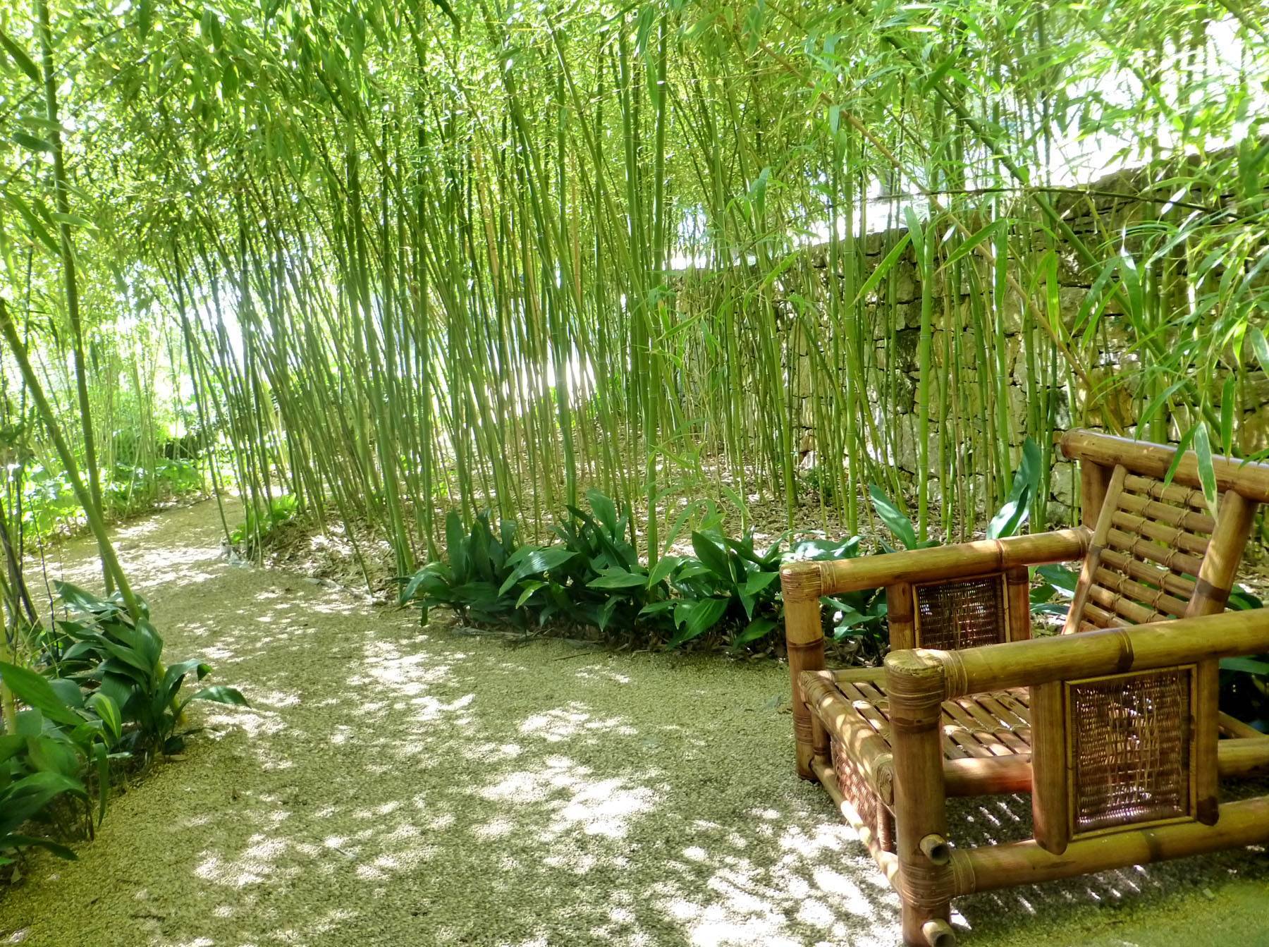 Выращивание бамбука в домашних условиях: посадка, размножение, болезни комнатного растения