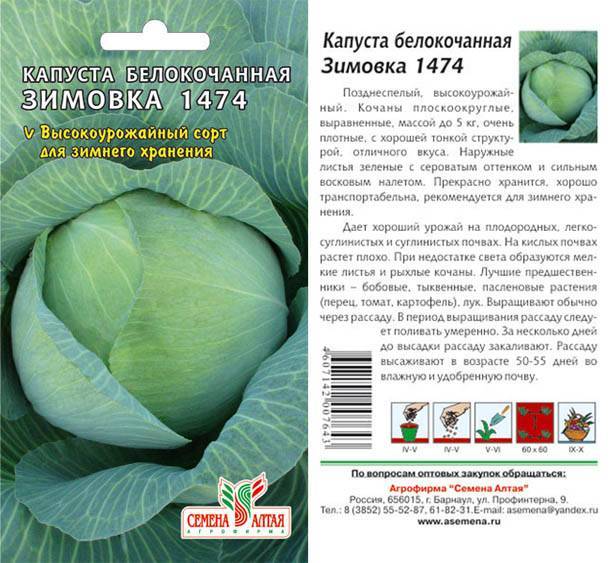 Описание сорта капусты харьковская зимняя, фото, советы по выращиванию, защите и использованию в кулинарии