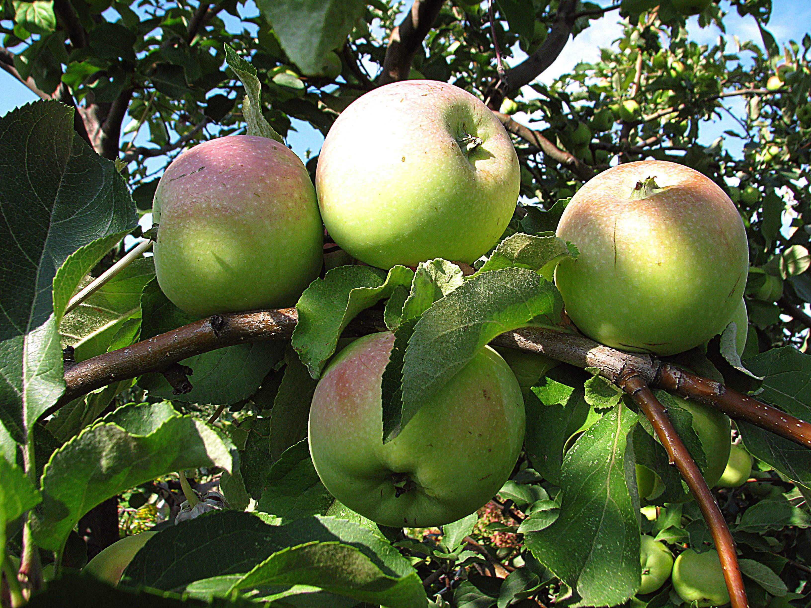Сорта яблок: лучшие зимние, летние, поздние, ранние с длительным сроком хранения и вкусными плодами