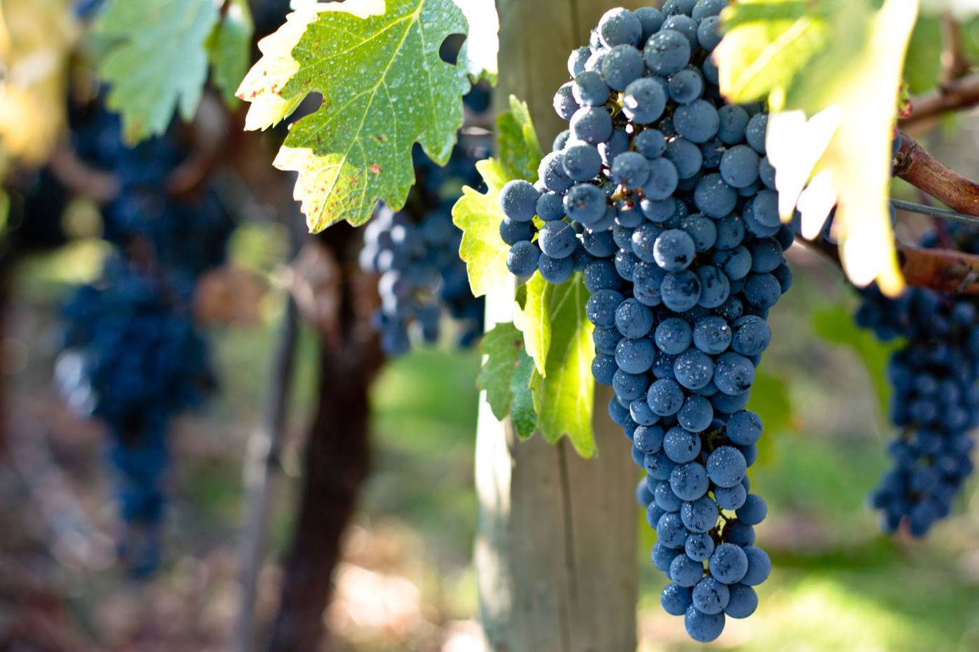 Сорт винограда карменер: описание, правила посадки и выращивания, отзывы