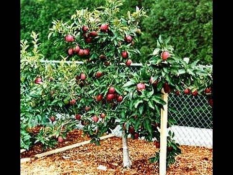 Яблони на карликовом подвое: что это такое и как вырастить