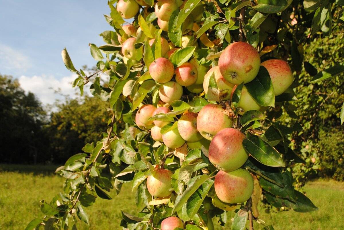 О яблоне яблочный спас, описание сорта, характеристики, агротехника выращивания