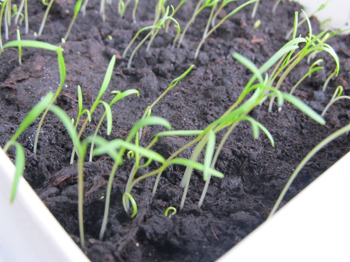 Выращивание укропа и уход в открытом грунте: сколько растет и всходит