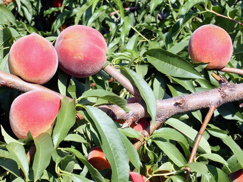 Персики и нектарины для подмосковья: 20 самых лучших сортов с описанием и фото