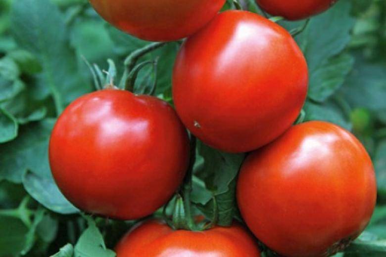 Характеристика и описание томата Енисей f1, агротехника выращивания сорта