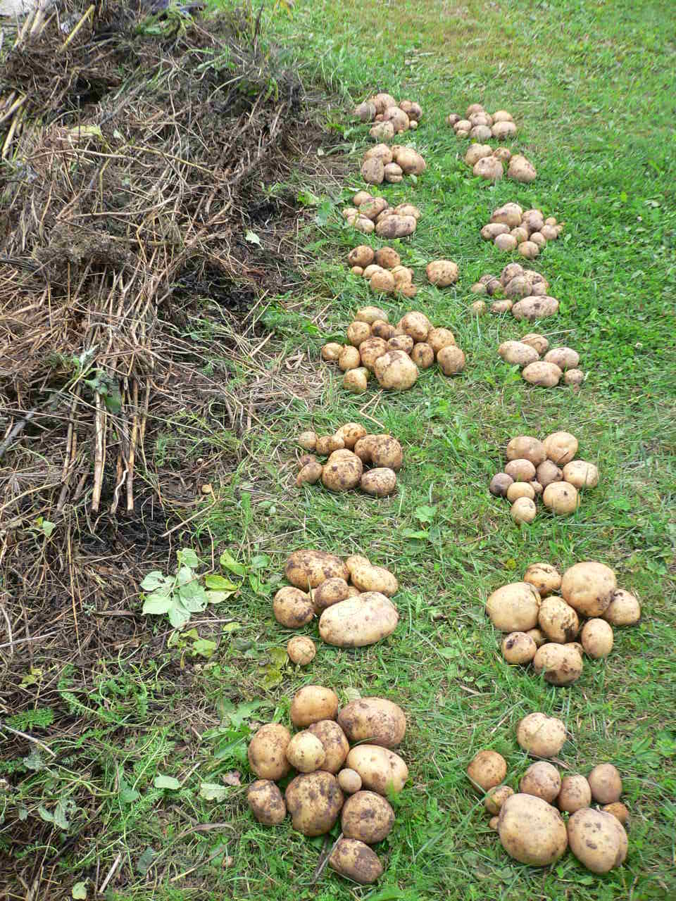 Посадка картофеля под солому: огород без хлопот, технология как выращивать и сажать под сено, способы, отзывы, с чего начать, в коробах, в ведре, агротехника