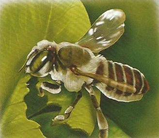 Описание пчел и их жизнедеятельности