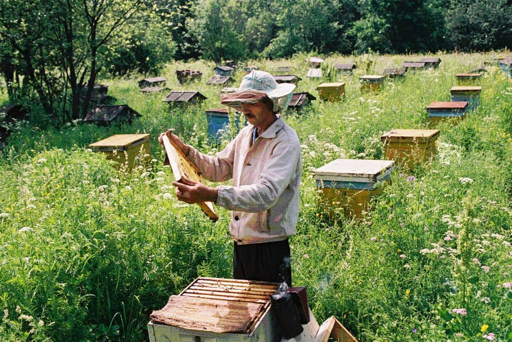 Бортничество в башкирии, пчеловодство в башкортостане