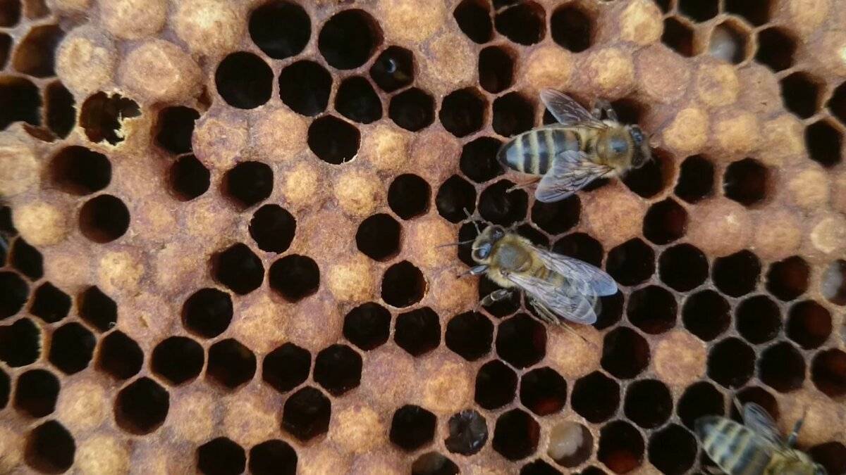 Пчелиная семья: жители пчелосемьи, пчелы в разное время года | огородники