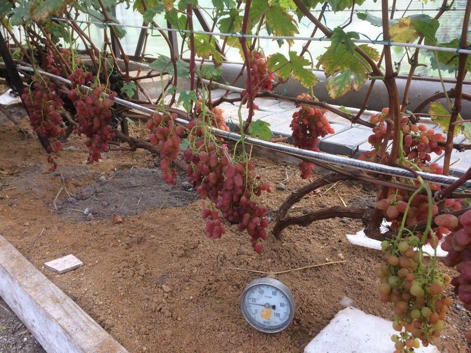 Как посадить виноград на урале, посадка и обрезка винограда