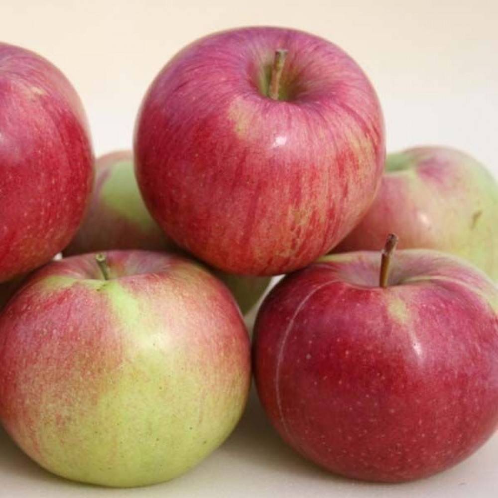 Описание сорта яблони память воину: фото яблок, важные характеристики, урожайность с дерева