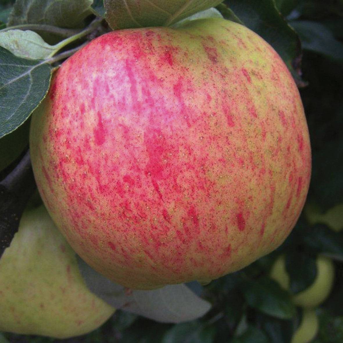 Описание и характеристики сорта яблонь яблочный спас, история и особенности выращивания