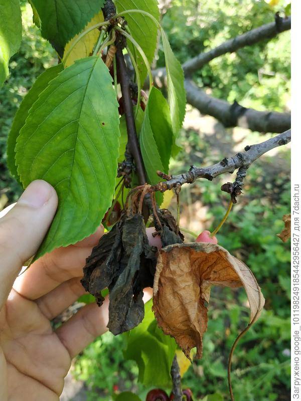 Причины, почему у черешни вянут листья и что делать с болезнью