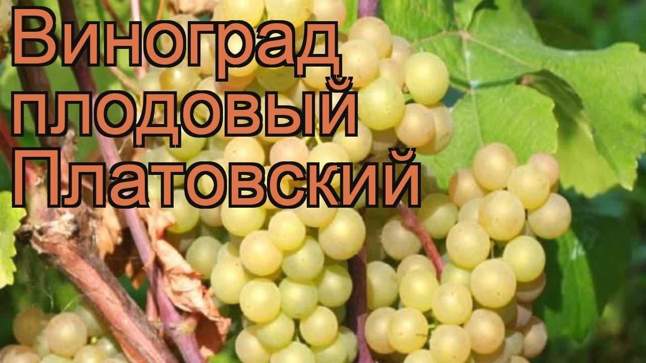 Виноград "платовский": описание сорта с фото и видео