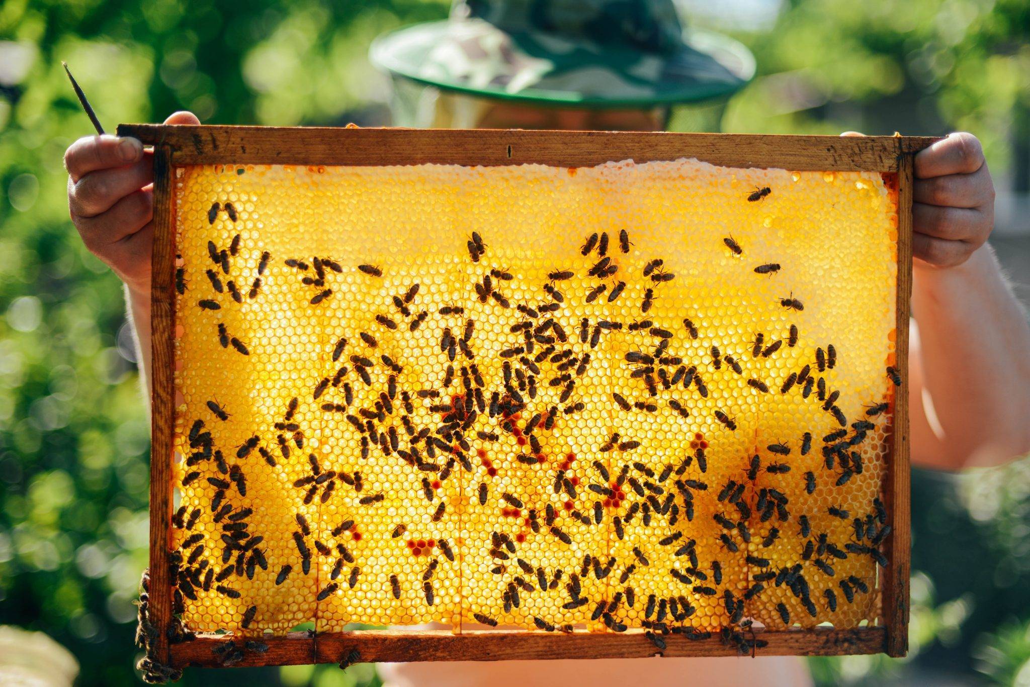 Од в подготовительной группе «всё все о пчелах»