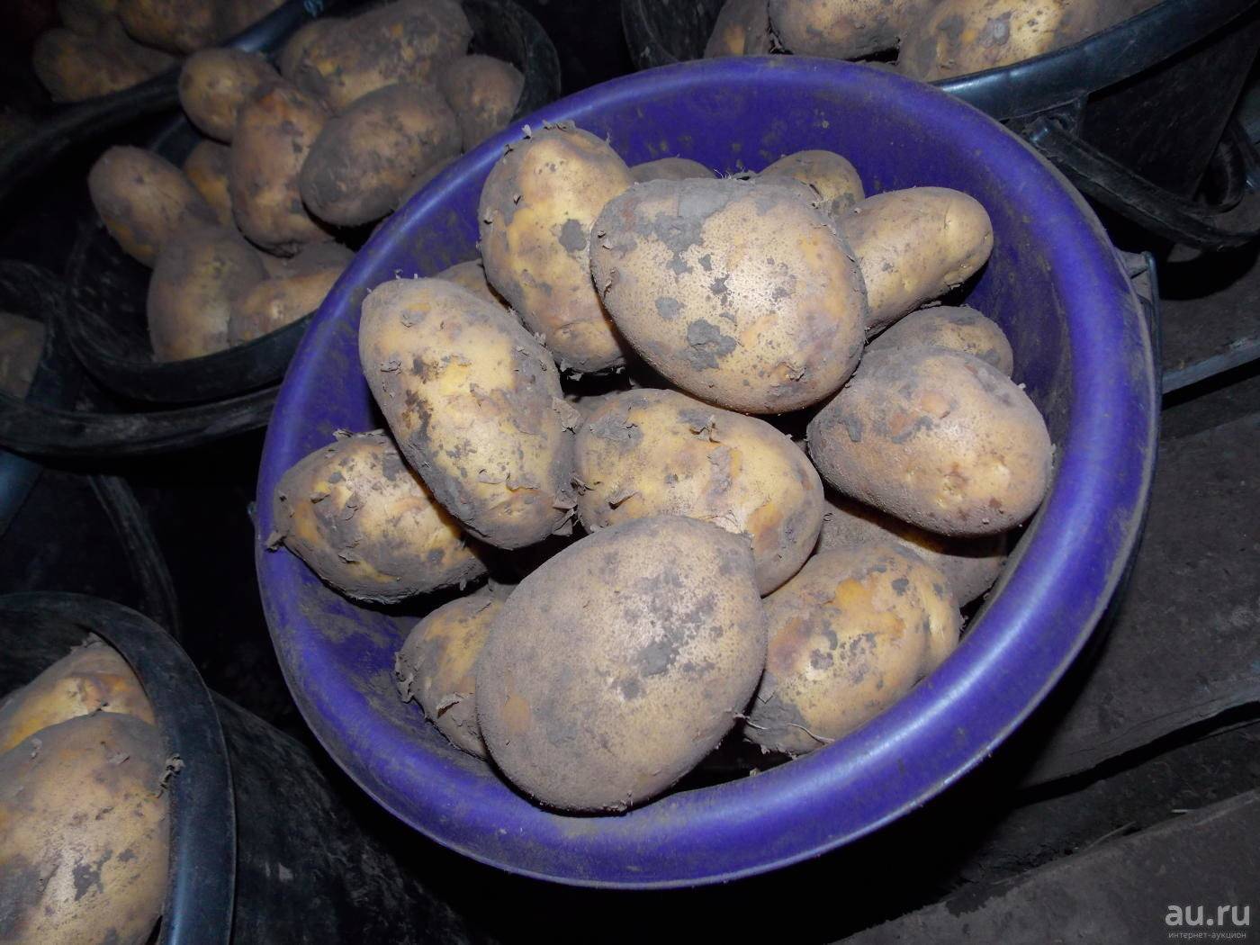 Картофель санте – описание сорта, фото, отзывы