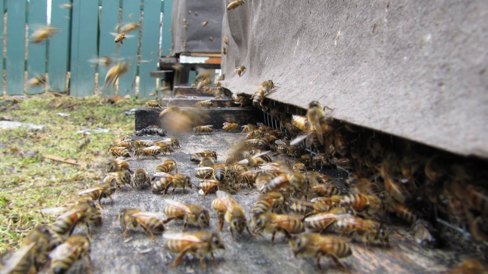 Воровство пчел: что делать при пчелином нападе, защита от воровок, видео | пчеловодство