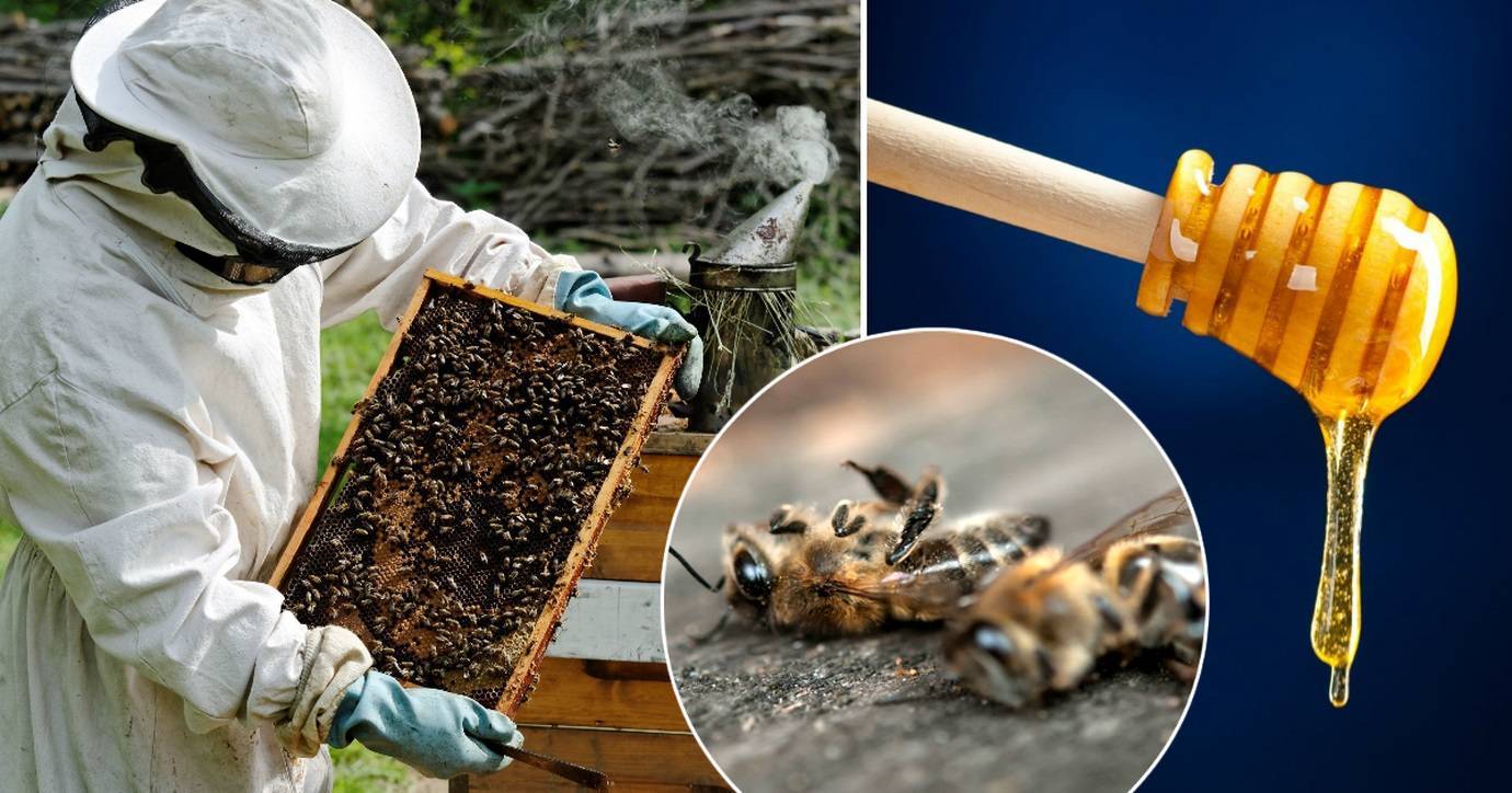 Как спасти пчел - агроэкомиссия - цифровая платформа знаний