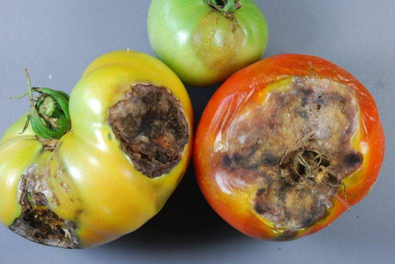 Распространенные заболевания томатов