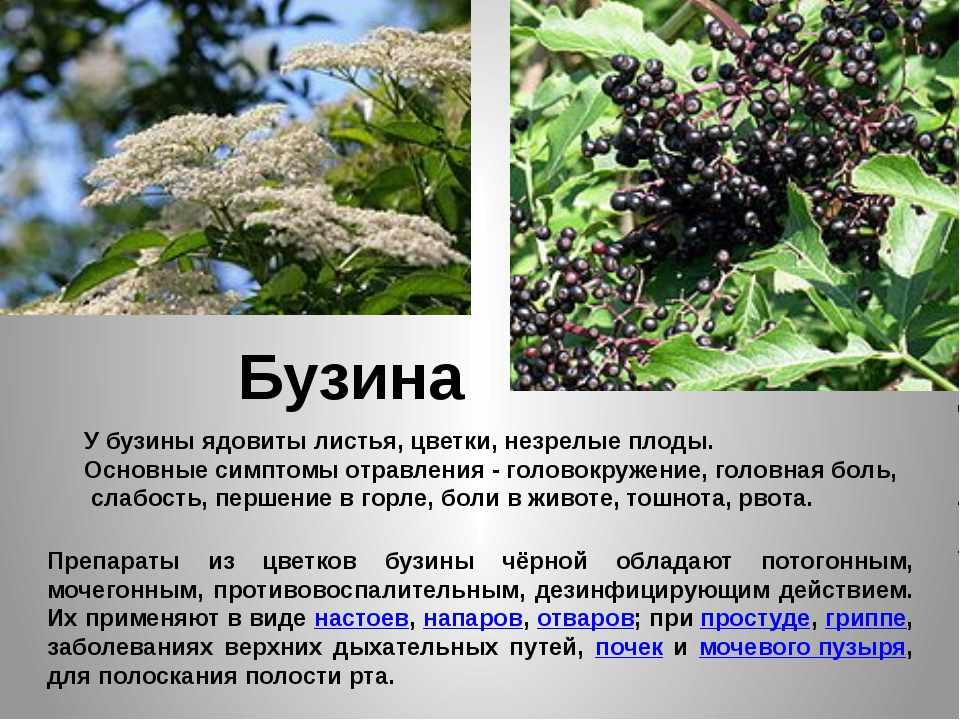 Бузина Фото Дерева И Листьев