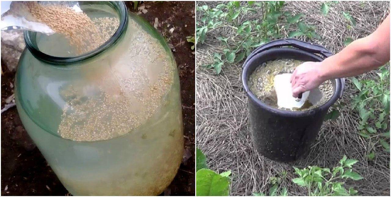 Уникальный метод подкормки перца с помощью дрожжей