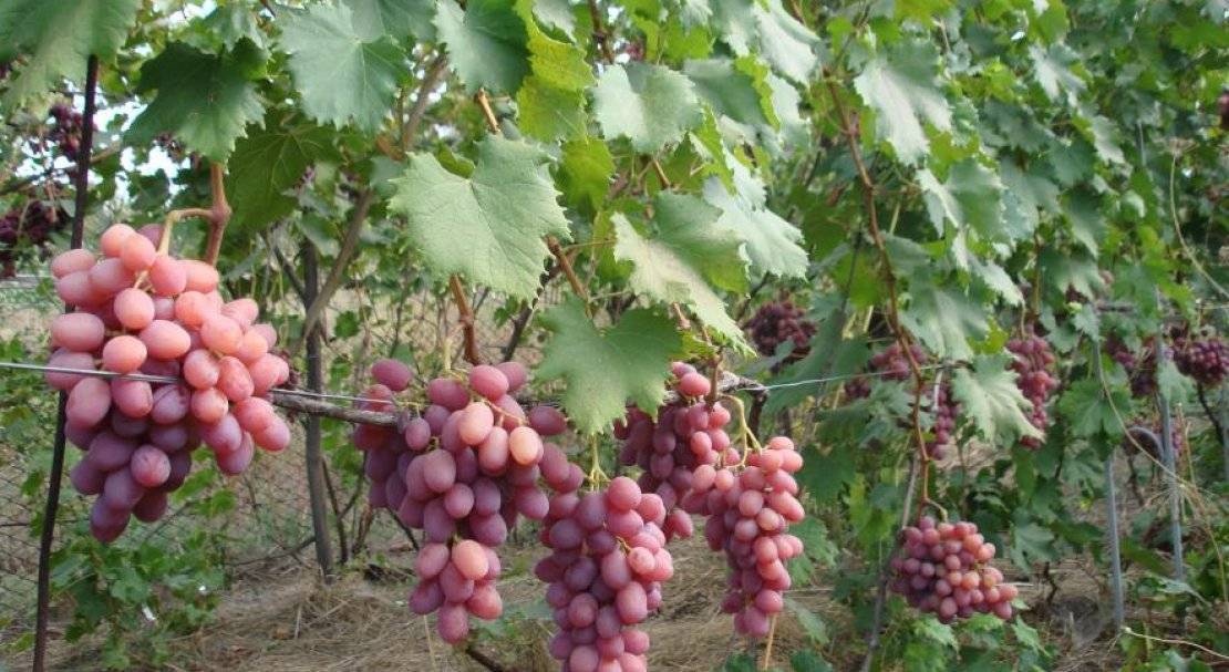 10 болгарских винных сортов винограда