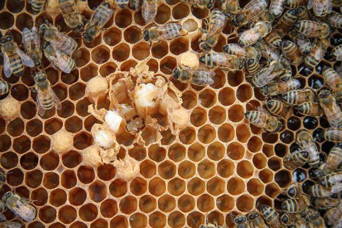Аскосфероз пчел - характерные признаки, лечение народными средствами, фото
