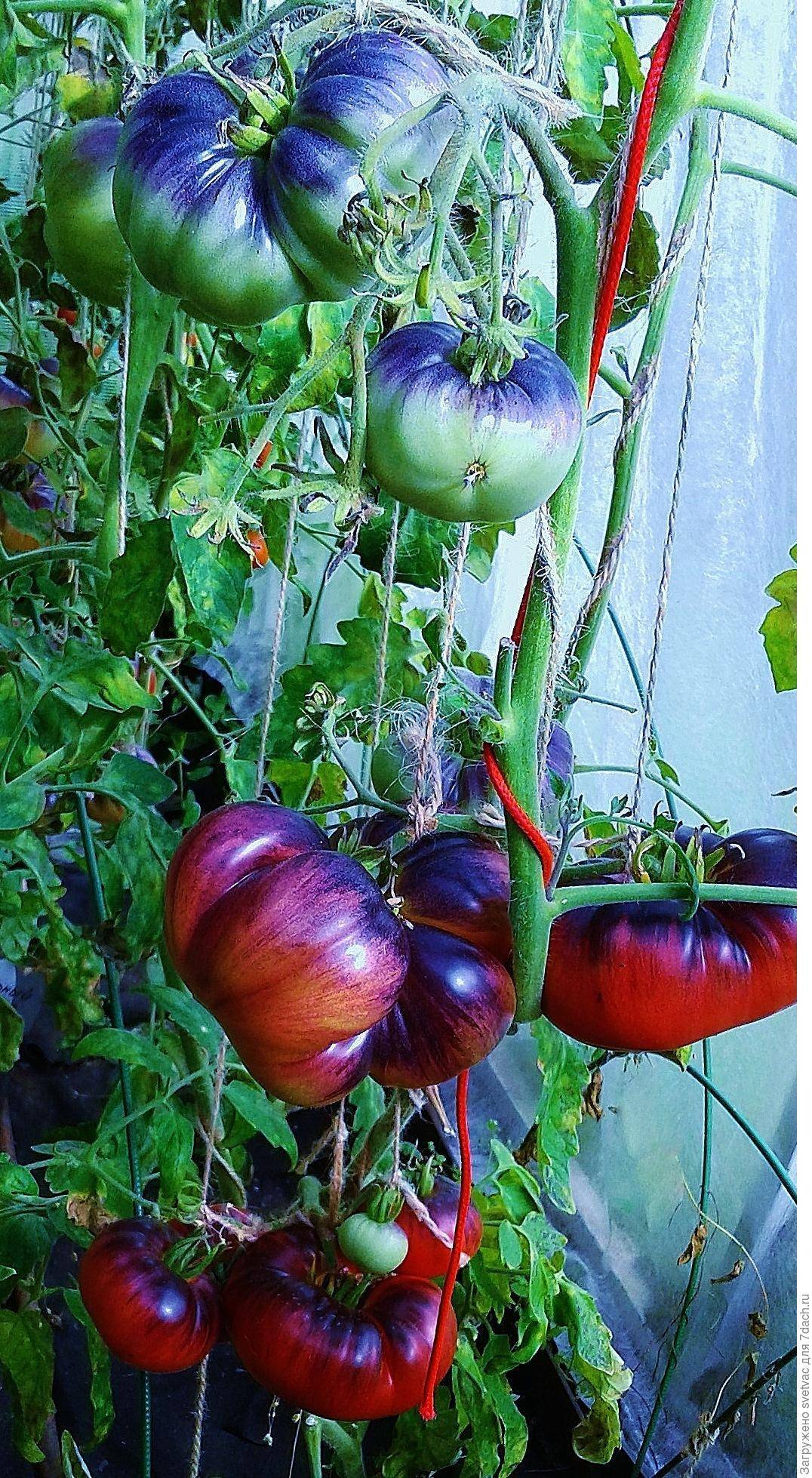 Крупноплодный фаворит фермеров — томат гигант: описание сорта и особенности его выращивания