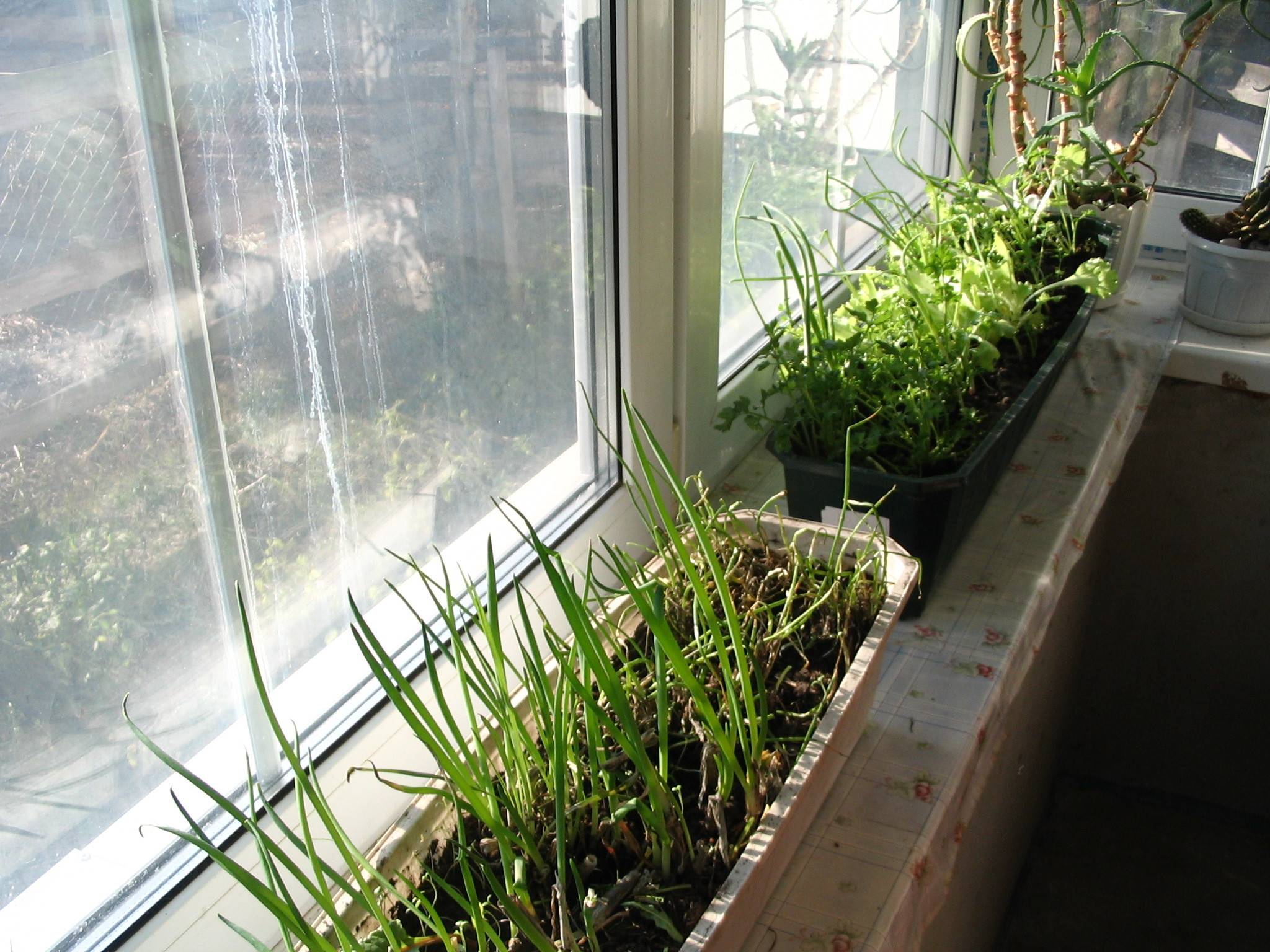 Укроп на подоконнике: выращивание из семян в квартире или на балконе, посадка и уход в домашних условиях весной и зимой, когда всходит рассада