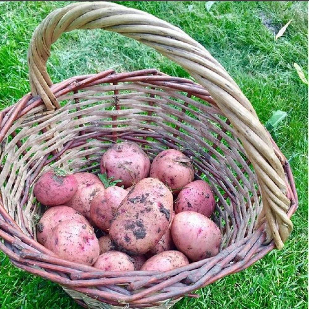 Незаменимый фаворит для сибирских огородников — картофель сорта любава: описание и отзывы