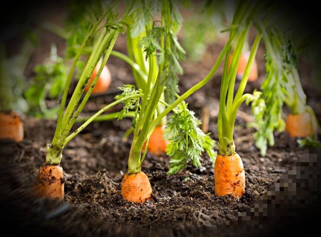 Пошаговая инструкция, как сеять семена, чтобы морковь быстро взошла