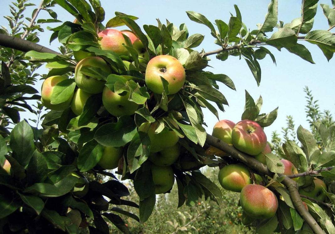 Яблоня «приземленное» (17 фото): описание сорта и посадка, размеры взрослого дерева и отзывы о яблоках
