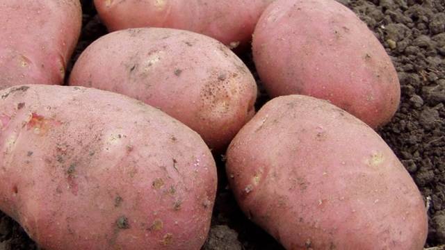 Особенности сорта картофеля «романо»: характеристика, посадка и уход