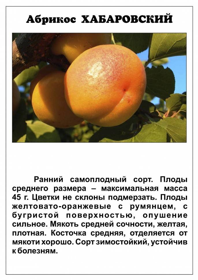 Абрикос - 103 фото полезного сочного фрукта для вашего сада