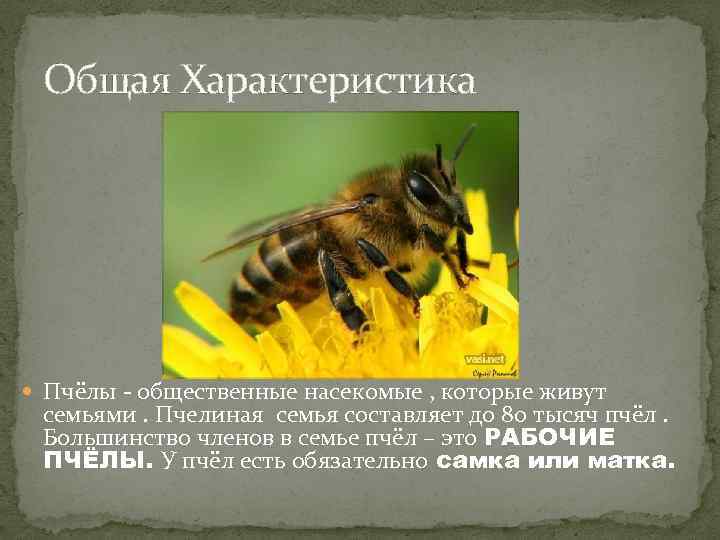 Что нужно знать пчеловоду при выборе и покупке пчел?