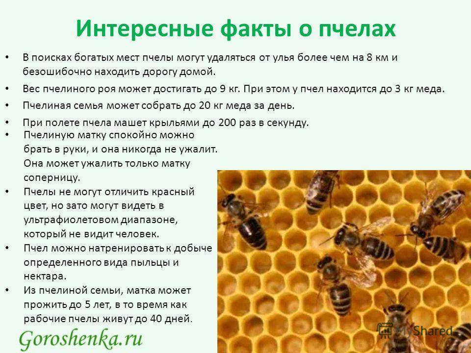 Пчелы: особенности строения, питания и их роль в жизни человека.
