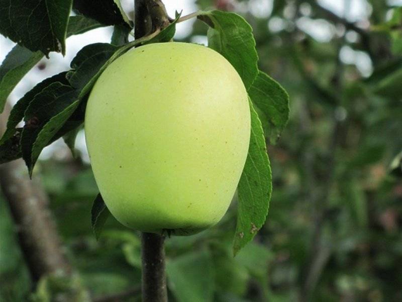 Яблоня аркад: описание и характеристики сорта, разновидности, выращивание и уход
