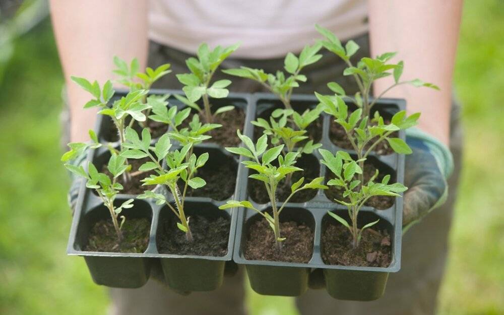Пикировка рассады 2021 и растений, перца, томатов, капусты, баклажан, огурцов, пикировать корни