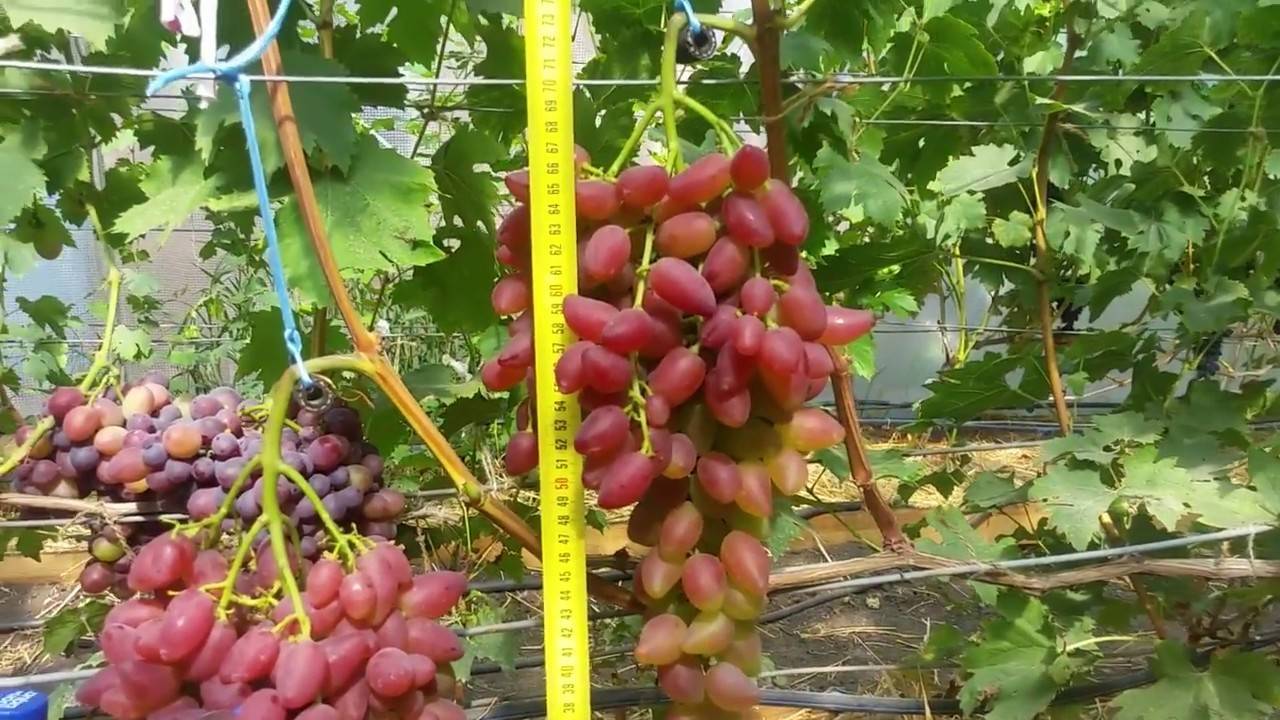 Виноград дубовский розовый: описание сорта, фото, отзывы, характеристики и технология выращивания