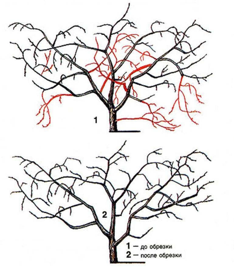 Обрезка вишни: когда и как правильно ее делать (схемы, фото)