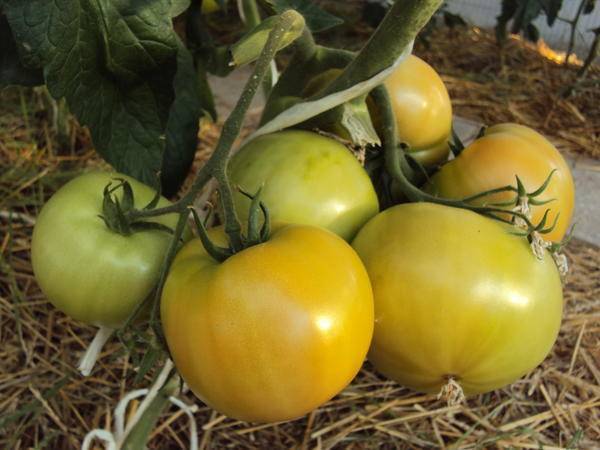 Томат деревенский f1: отзывы, фото урожая, описание сорта, особенности посадки и выращивания гибрида
